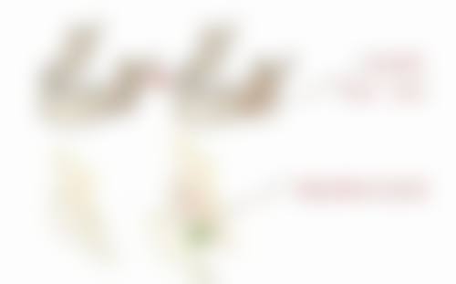 为什么有疤痕体质人：成因揭秘及为何这类人群通常不符合当兵条件 